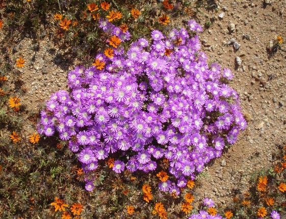Drosanthemum hispidum hiding its creeping branches